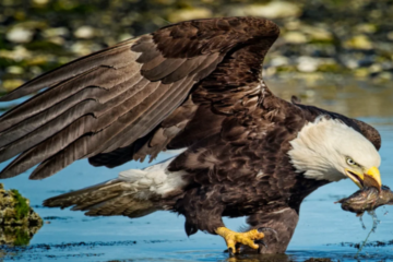 Hancock Bird