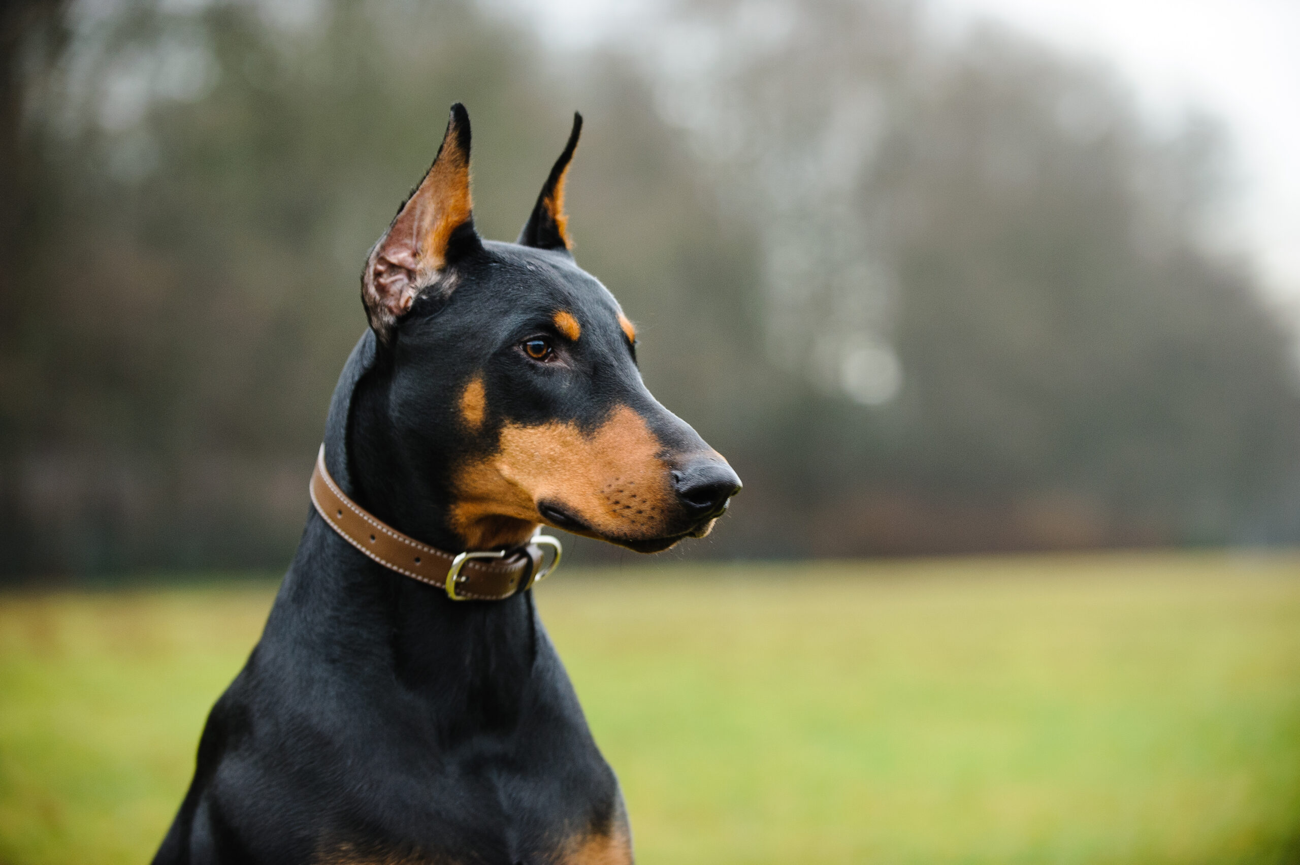 Doberman Breeders