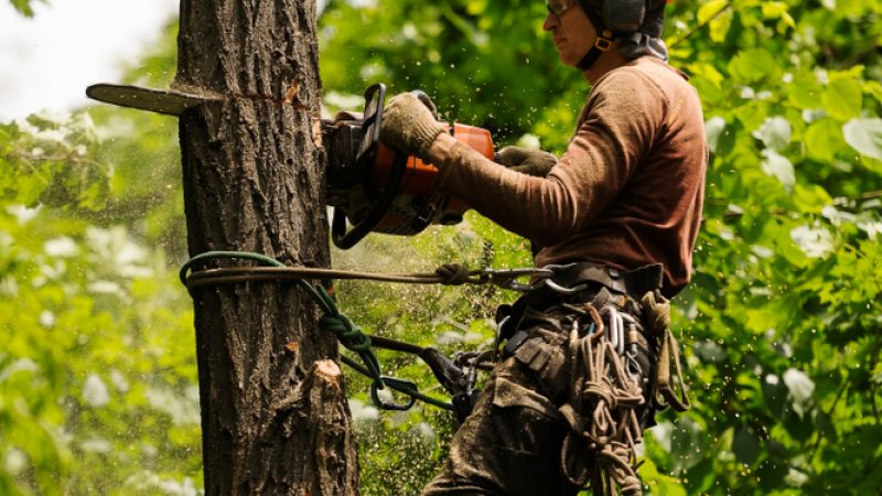 Stump Removal